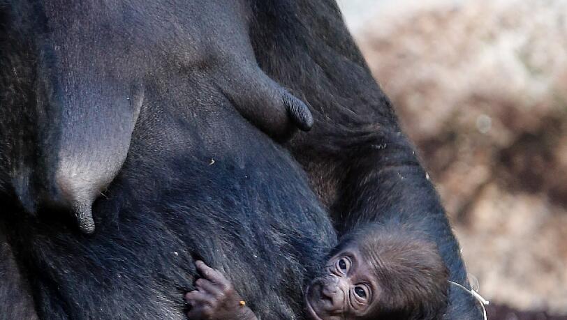 Das ist das Gorilla-Baby Nafi, das im Februar 2013 das Licht der Welt erblickte. Aus dem Monat stammen auch diese Bilder. Das ist das Gorilla-Baby Nafi, das im Februar 2013 das Licht der Welt erblickte. Aus dem Monat stammen auch diese Bilder.
