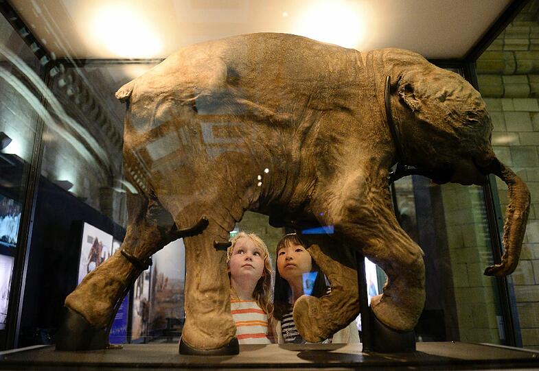 Kinder schauen sich in einer Ausstellung in London Lyuba an - das am besten erhaltene Mammut aus der Eiszeit.