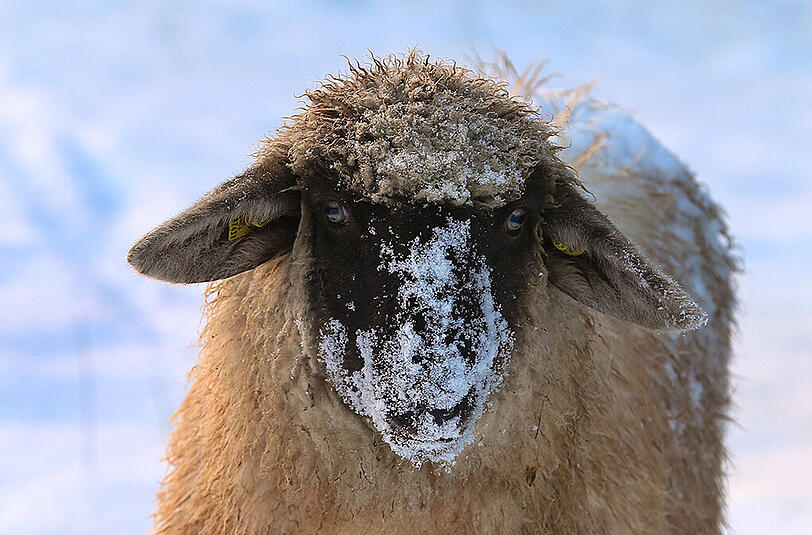 Schneebedeckt ist das Gesicht eines Schafes am 22.11.2015 auf einer Weide bei Apfeltrang (Bayern).