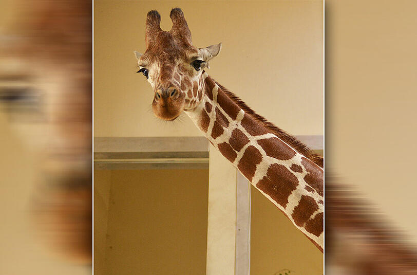 Aus Erfurt wieder zurückgekehrt: Giraffen-Dame Limber.