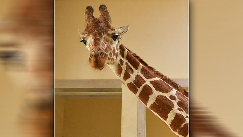 Aus Erfurt wieder zurückgekehrt: Giraffen-Dame Limber. Aus Erfurt wieder zurückgekehrt: Giraffen-Dame Limber.