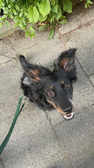 Sammy: Er lernt super schnell Tricks und zaubert jedem ein Lächeln aufs Gesicht, der an ihm vorbeigeht.