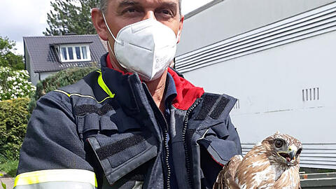Der Vogel und sein Retter.