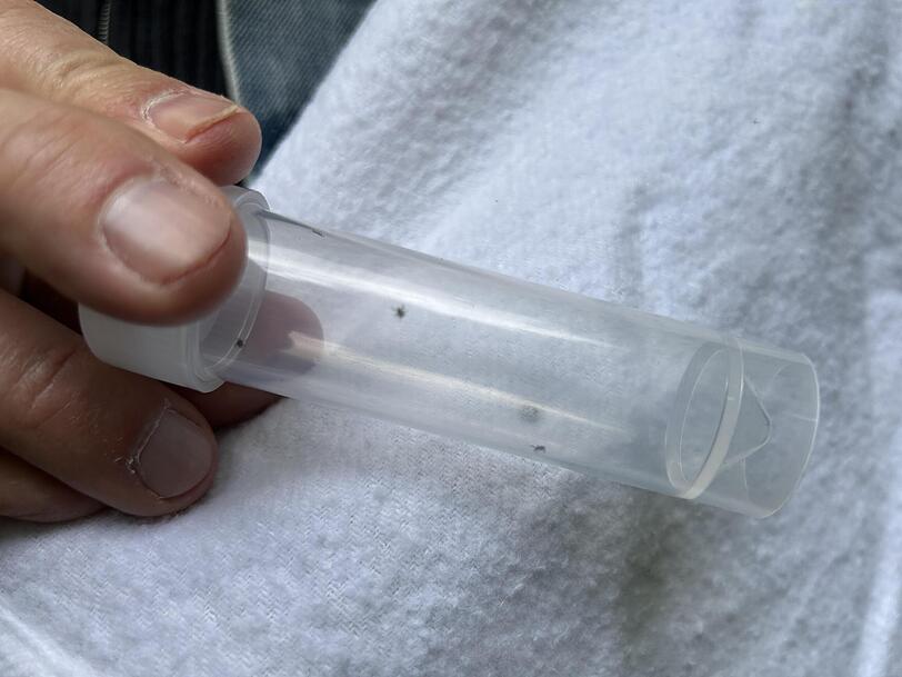 Mit blo&szlig;em Auge kaum gro&szlig;er als schwarze Punkte: Da sind sie, die Nymphen. So hei&szlig;en Zecken im mittleren von drei Entwicklungsstadien. Sechs St&uuml;ck krallten sich gleich beim ersten Versuch von Olaf Kahl auf seiner wei&szlig;en Stoff-Fahne fest.