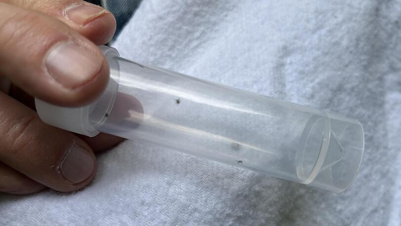 Mit bloßem Auge kaum großer als schwarze Punkte: Da sind sie, die Nymphen. So heißen Zecken im mittleren von drei Entwicklungsstadien. Sechs Stück krallten sich gleich beim ersten Versuch von Olaf Kahl auf seiner weißen Stoff-Fahne fest. Mit bloßem Auge kaum großer als schwarze Punkte: Da sind sie, die Nymphen. So heißen Zecken im mittleren von drei Entwicklungsstadien. Sechs Stück krallten sich gleich beim ersten Versuch von Olaf Kahl auf seiner weißen Stoff-Fahne fest.