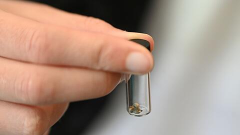 Von Beh&ouml;rden beschlagnahmte S&uuml;&szlig;igkeiten enthielten Tetrahydrocannabinol (THC), einen Cannabis-Wirkstoff mit berauschender Wirkung. (Symbolbild)