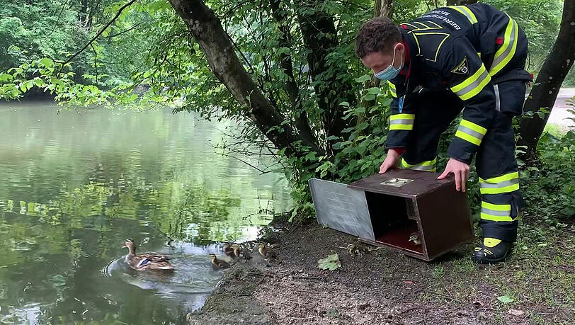 In den Isarauen konnte die Entenfamilie wieder in die Freiheit entlassen werden.