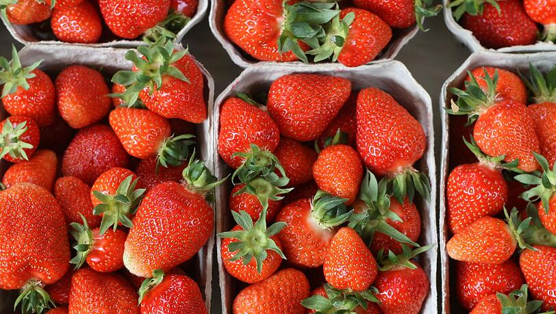 Frisch geerntet schmecken Erdbeeren am besten. Dieses Jahr müssen Erdbeerfreunde allerdings Geduld haben. Frisch geerntet schmecken Erdbeeren am besten. Dieses Jahr müssen Erdbeerfreunde allerdings Geduld haben.