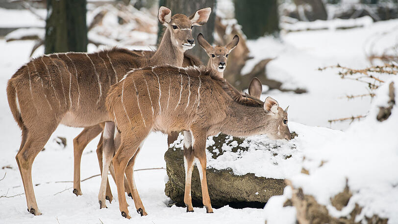 Nyalas im Tierpark.