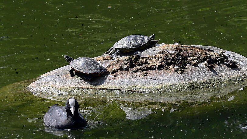 Sieht eigentlich idyllisch aus: Auf Steinen sonnen sich die Schildkröten.