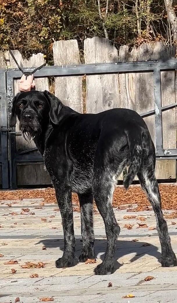 Ein besonderes Merkmal ist Bertis nicht-kupierte Rute.