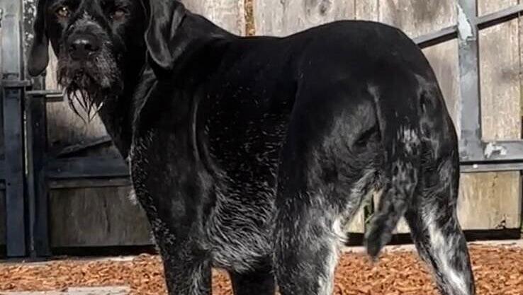 Ein besonderes Merkmal ist Bertis nicht-kupierte Rute.