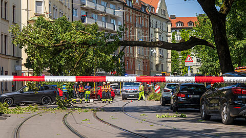 Der abgebrochene, große Ast am Johannisplatz.