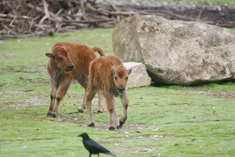 Seltener Waldbison-Nachwuchs im Tierpark Hellabrunn: So süß sind die Kälber Monsun und Marla. Die Bilder aus dem Zoo