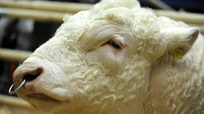 Stier (Symbolbild)