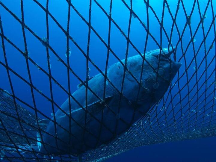 Laut IPBES sind rund ein Drittel der Fischbestände überfischt.