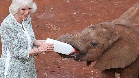 Königin Camilla im David Sheldrick Wildlife Trust in Kenia.