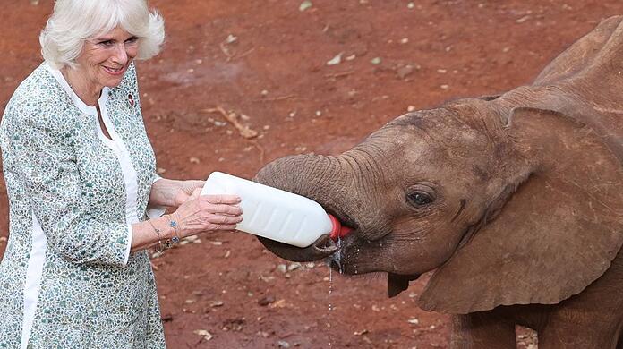 Königin Camilla im David Sheldrick Wildlife Trust in Kenia.