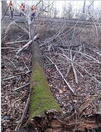 Eine mit rund 90 Personen besetzte S-Bahn der Linie 8 kollidierte hinter dem Haltepunkt Neugilching auf freier Strecke mit dem Baum.