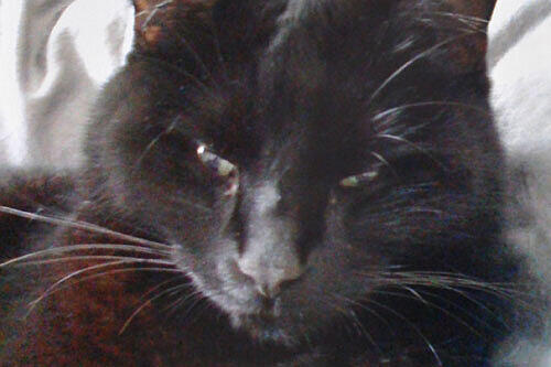 Diese Katze quälte der 73-Jährige