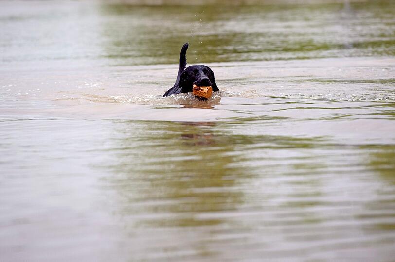 Hund Bobby schwimmt in Jena durch das Hochwasser.