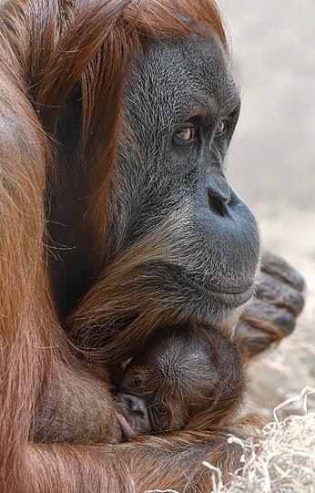 Baby-Neuigkeiten bei den Orang-Utans im Tierpark Hellabrunn