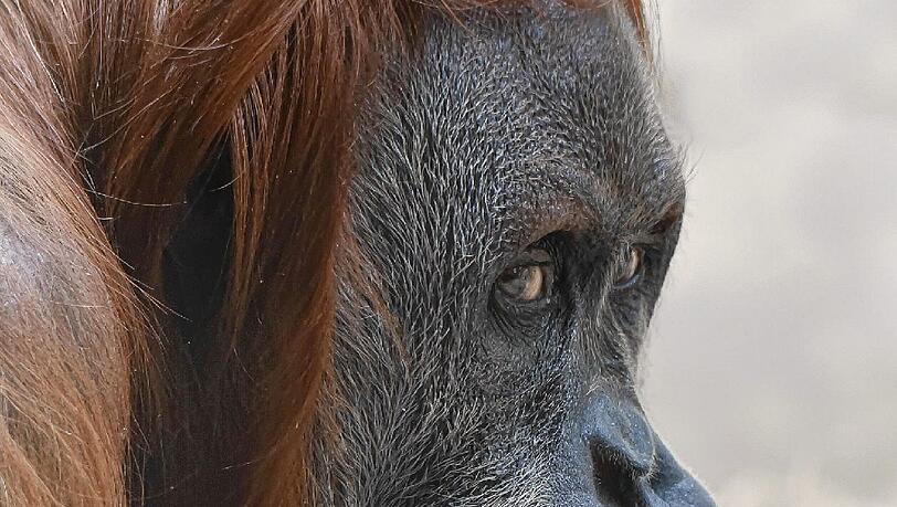 Baby-Neuigkeiten bei den Orang-Utans im Tierpark Hellabrunn Baby-Neuigkeiten bei den Orang-Utans im Tierpark Hellabrunn
