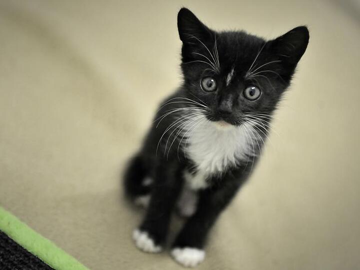 Vier Katzen hat die Feuerwehr aus einer brennenden Wohnung in München gerettet.