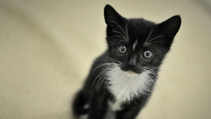 Vier Katzen hat die Feuerwehr aus einer brennenden Wohnung in München gerettet. Vier Katzen hat die Feuerwehr aus einer brennenden Wohnung in München gerettet.