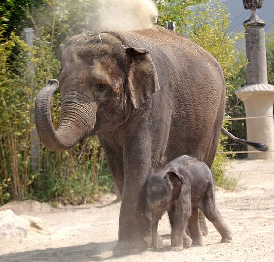 Die erste Schritte im Freien: Der Baby-Elefant im Außengehege.