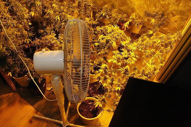 Cannabis-Pflanzen und ein Ventilator für das richtige Klima: Ein private Marihuana-Plantage (Symbolbild)