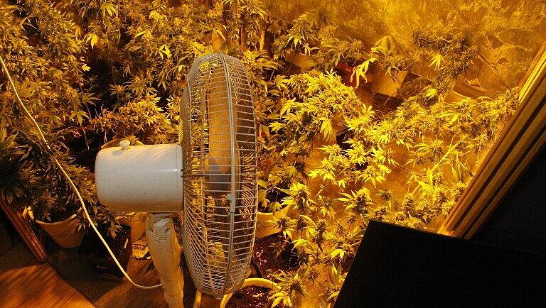 Cannabis-Pflanzen und ein Ventilator für das richtige Klima: Ein private Marihuana-Plantage (Symbolbild) Cannabis-Pflanzen und ein Ventilator für das richtige Klima: Ein private Marihuana-Plantage (Symbolbild)