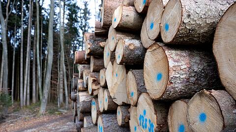Der Wald in Bayern wird umgebaut und soll künftig besser gegen die Folgen des Klimawandels gewappnet sein. (Archivbild)