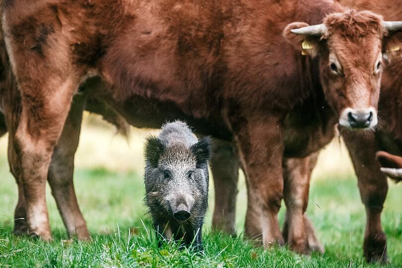 Das Wildschwein hat sich kurzerhand der Kuhherde angeschlossen.