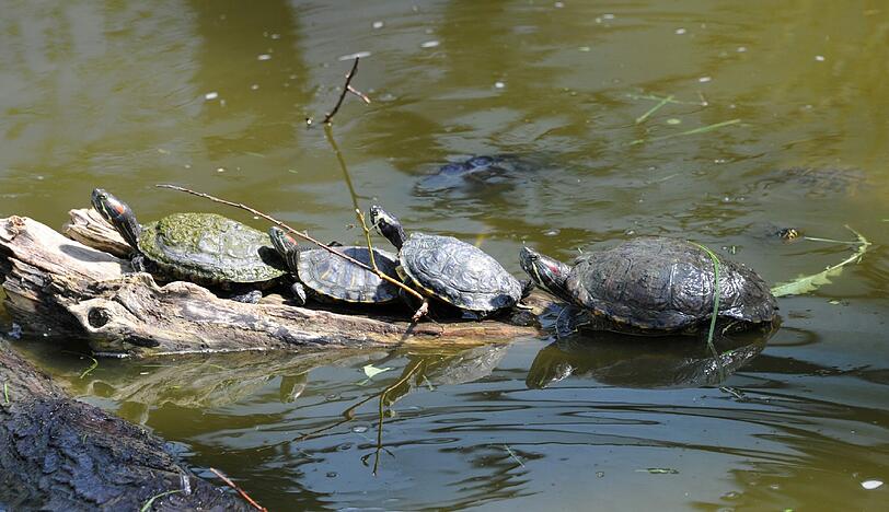 Die Wasserschildkröten genießen die "Einrichtung" ihres neuen Zuhauses.