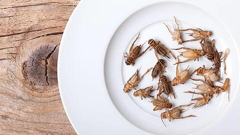 Gefrorene Grillen auf einem Teller – ab Dienstag ist es in der EU erlaubt, ihr Mehl in Lebensmitteln zu verarbeiten.