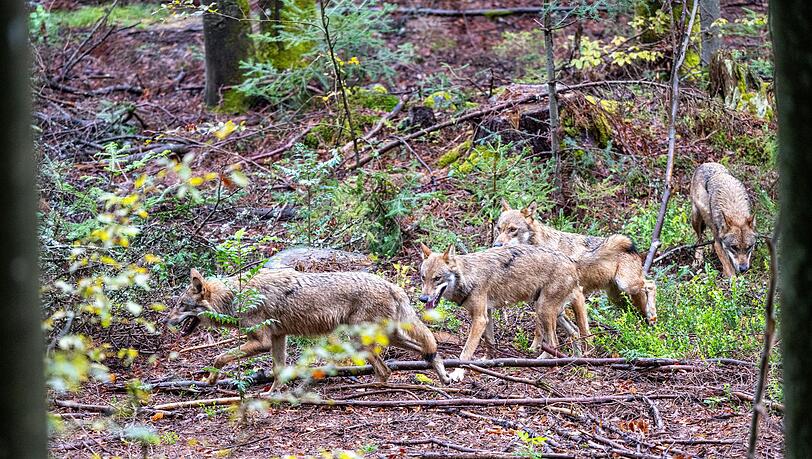 Der leichtere Abschuss von W&ouml;lfen in Bayern war vor allem Jagdminister Hubert Aiwanger ein gro&szlig;es Anliegen. (Symbolfoto)