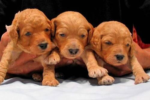 Auch ein solcher Labrador-Welpe war unter den drei Hundebabys, die in Regensburg verkauft werden sollten.
