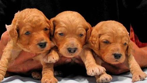 Auch ein solcher Labrador-Welpe war unter den drei Hundebabys, die in Regensburg verkauft werden sollten. Auch ein solcher Labrador-Welpe war unter den drei Hundebabys, die in Regensburg verkauft werden sollten.