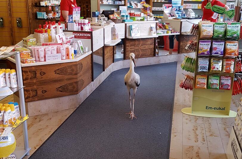 Der Storch war nicht im Vollbesitz seiner Kräfte.