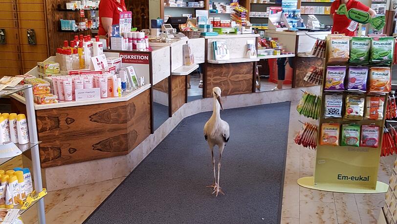 Der Storch war nicht im Vollbesitz seiner Kräfte. Der Storch war nicht im Vollbesitz seiner Kräfte.