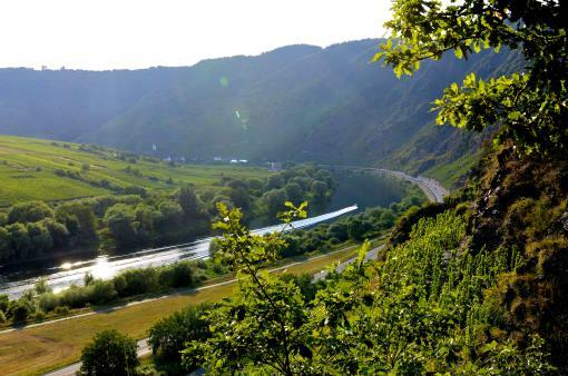 Der Calmont Klettersteig schlängelt sich durch die Rieslingreben.