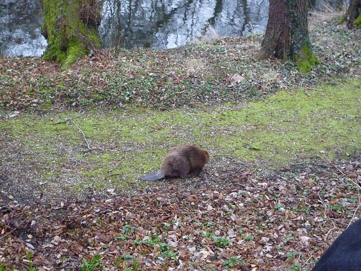 Ein Biber blieb in Pasing in einem Zaun stecken. Die Feuerwehr rückte mit schwerem Gerät an.
