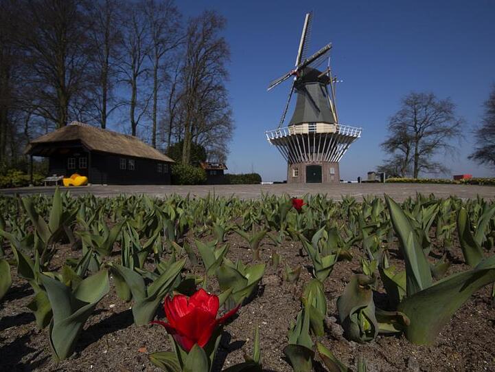 Tulpen blühen im Botanischen Garten Keukenhof in den Niederlanden, der aufgrund der Ausgangsbeschränkungen zur Eindämmung des Coronavirus geschlossen ist.