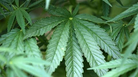 Hanf-Pflanzen (Cannabis) wachsen in einem Garten.