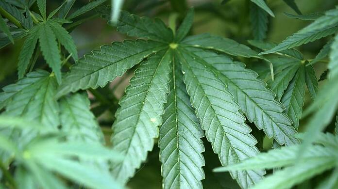 Hanf-Pflanzen (Cannabis) wachsen in einem Garten.