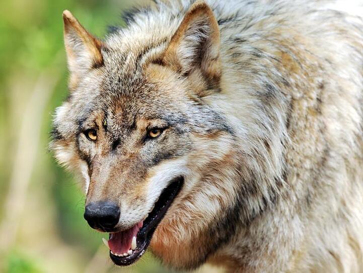 Ein Wolf. Foto: Ingo Wagner/dpa/Archivbild