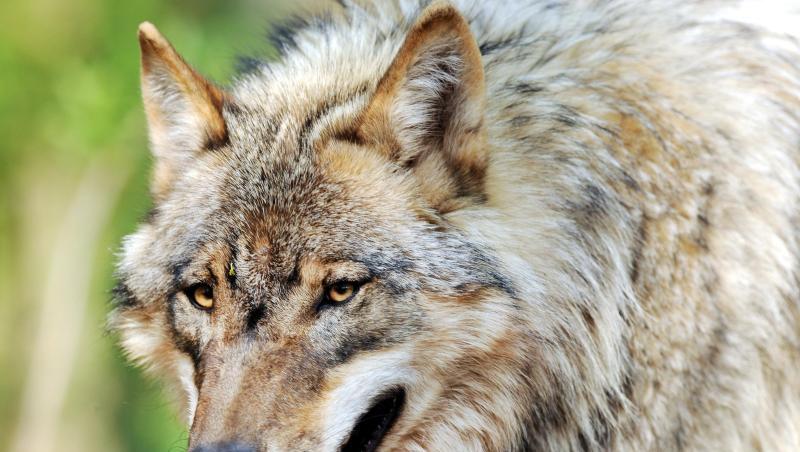 Ein Wolf. Foto: Ingo Wagner/dpa/Archivbild Ein Wolf. Foto: Ingo Wagner/dpa/Archivbild