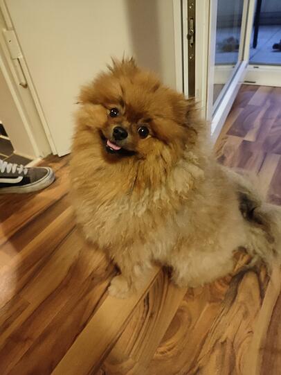 Simba