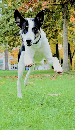 Fergus: Mit 6 Monaten aus einer spanischen Tötungsstation gerettet, bringt er pure Lebensfreude, liebt Menschen, begleitet mich durch alle Höhen und Tiefen, ist verspielt, reist gern mit mir und meinem Freund und sorgt als Feel-Good-Manager im Büro immer für gute Stimmung.